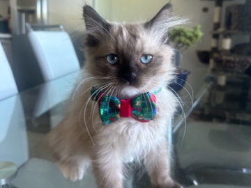 Ragdoll - brownie needs a new home! available for adoption in Torrance