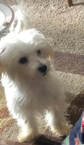 Maltese – small breed