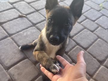 Belgian Shepherd Dog (Malinois) – Belgian Malinois – Phoenix