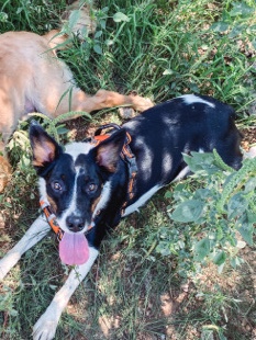 Australian Cattle Dog – rehoming Scar