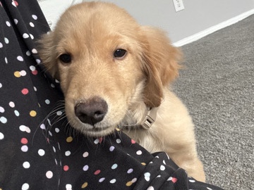Goldendoodle – Friendly Goldendoodle Puppy for Sale – 19 Weeks Old in Columbus – Columbus