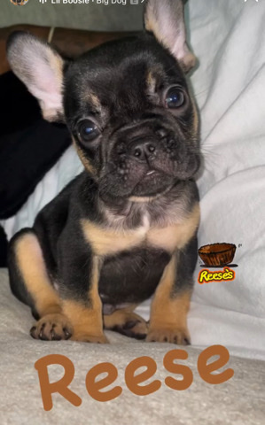 French Bulldog – micro frenchie