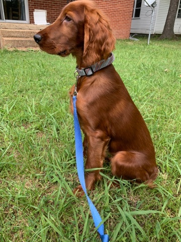 Irish Setter – Finnly