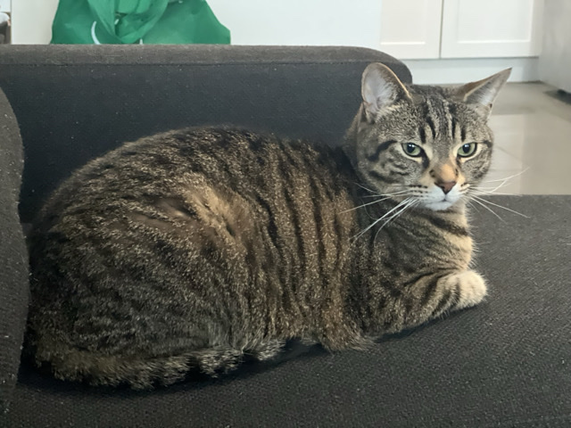American Shorthair – Beautiful American Shorthair Cat for Rehoming – Toronto – Toronto