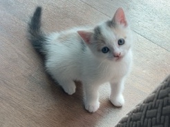 White Kitten For Sale – London