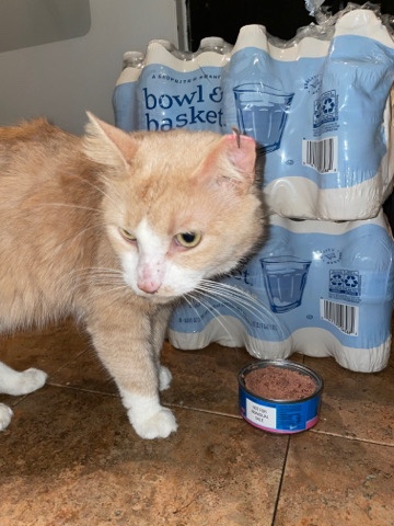 Male orange adult. free. needs home asap.