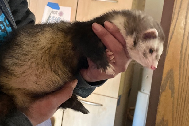 ferret – needs a new home cage come with it