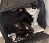 two cats