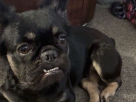 French Bulldog – Bonnie- fluffy French bulldog – Cheltenham