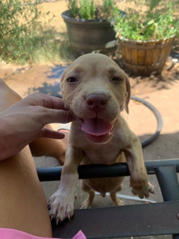 American Pit Bull Terrier – Rehoming Puppies