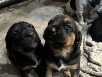 Adopt German Shepherd german mix  adoption in your area