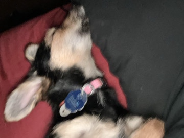 Chinese Chongqing Dog – Rehome Bella – Fayetteville