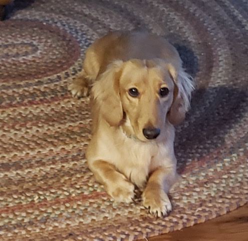 2 mini dash-hounds