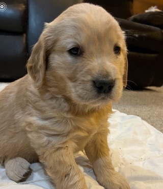 Golden Retriever – Golden retriever female PUPPIES