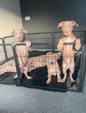 American xl bully abkc