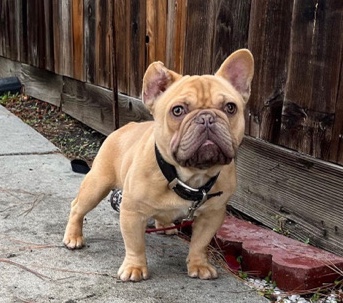 French Bulldog – French bulldog