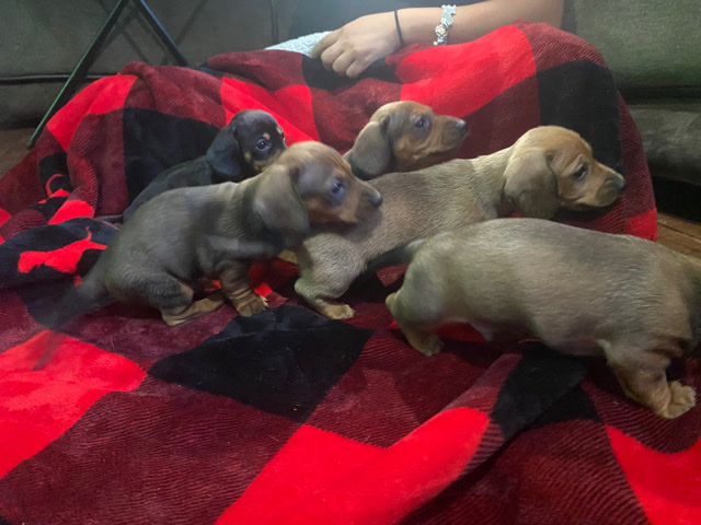Dachshund – dachshund