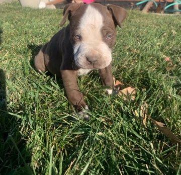 5 Pitbull puppies