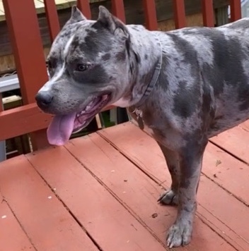 American Pit Bull Terrier – 1 year old stud