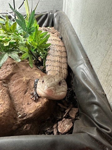 lizard – Blue Tongue Skink