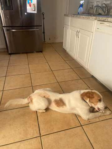 Australian Shepherd – Buddy needs a home