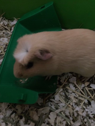 guinea pig – guinea pig