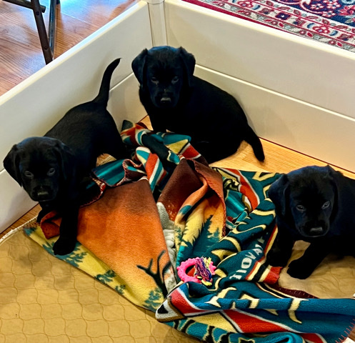 Labrador Retriever – Adorable Labrador pups – Oregon City