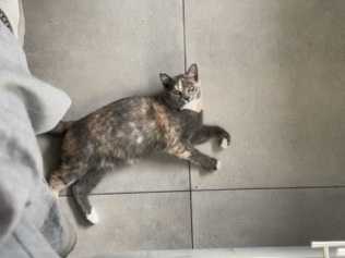 Zwei liebe Katzen suchen ein neues Zuhause für immer – Herford