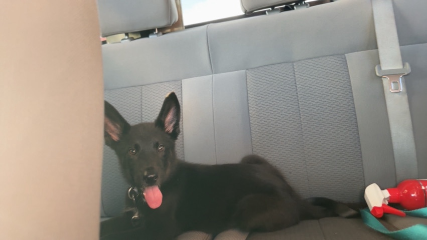 German Shepherd – puppy’s looking for a new home