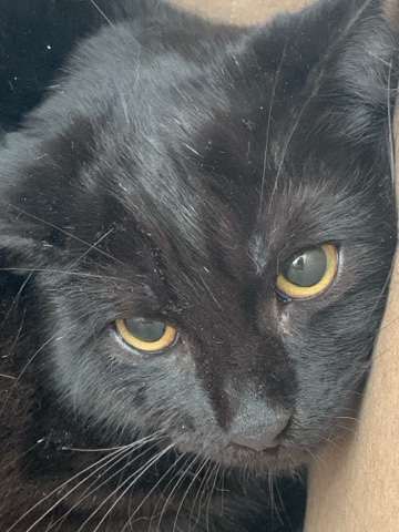 cat