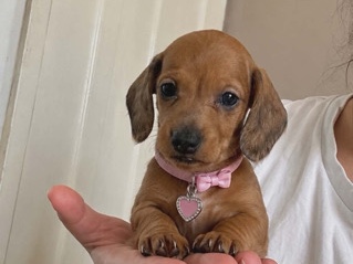 Dachshund – Beautiful dachshund puppies – Bradford