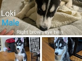 Siberian Husky - husky puppy  available for adoption in Washington