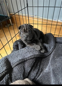 Chinese shar pei