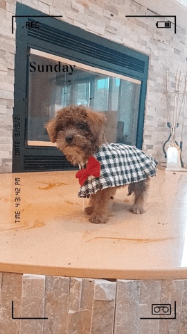 Maltese – Maltese/ poddle mix dog