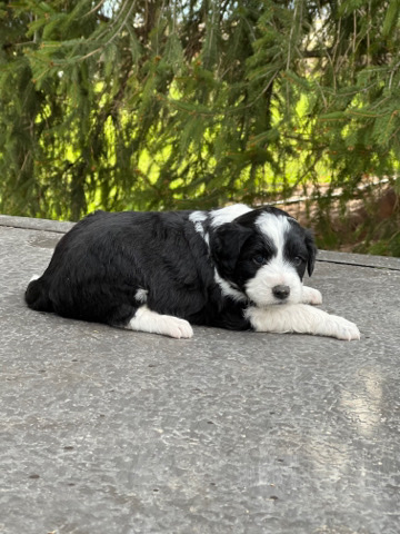 Poodle – Black Bi Male Aussiedoodle