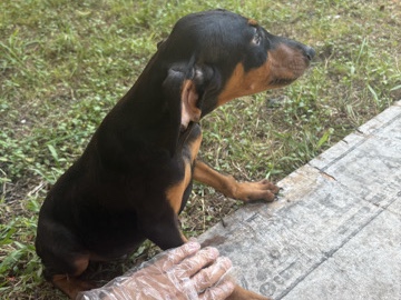 Doberman Pinscher – Doberman Puppies – Houston