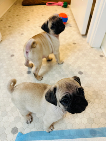 Pug – sell