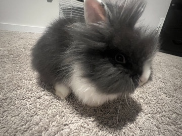 American – Bunny rehoming – Douglasville