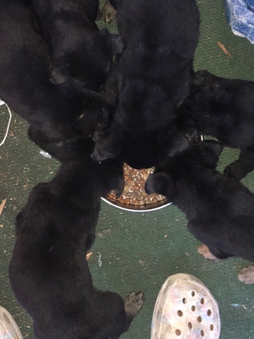 German Shepherd – 6 german shepherd puppies seeking a new home