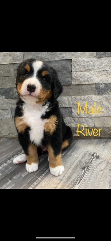 AKC Bernese mountain dog 