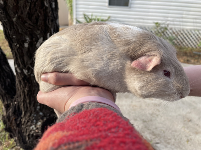 Guinea Pig – 2 female Guinea pigs
