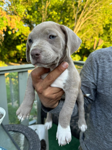 red nose pitbull