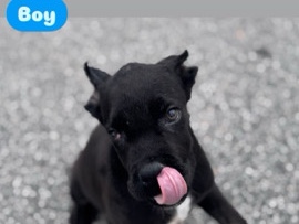 Cane Corso – cane Corso pups