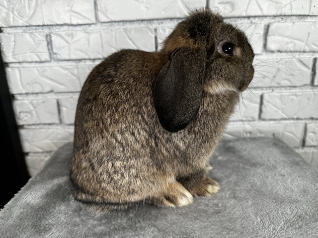 Holland Lop – Holland Lop Male – Duluth