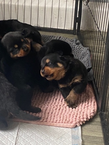 Rottweiler – pedigree rottweiler puppies ready for new homesnow