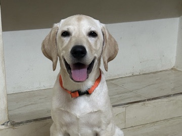 Labrador Retriever – Labrador fawn color