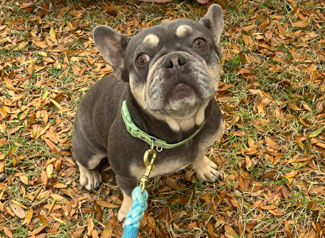 French Bulldog β Hope the Frenchie