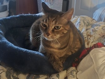 Sweet Girl needing a new home – Knoxville