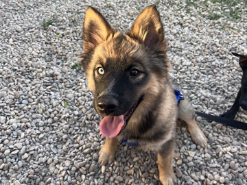 Siberian Husky – husky blue heller – San Antonio