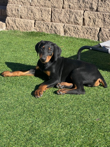 Doberman Pinscher – Doberman puppies